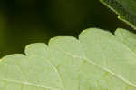 Hairy skullcap